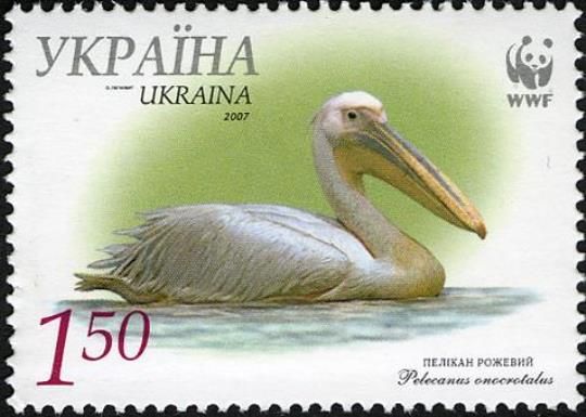 Great White Pelican (Pelecanus onocrotalus)