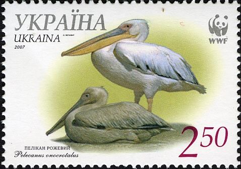 Great White Pelican (Pelecanus onocrotalus)