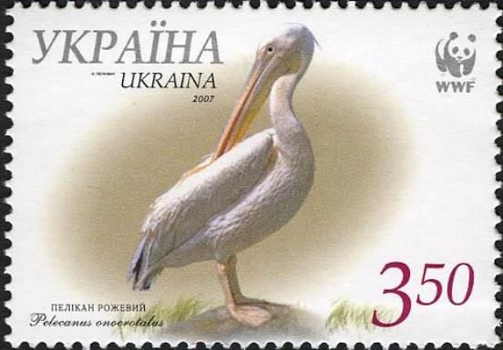 Great White Pelican (Pelecanus onocrotalus)