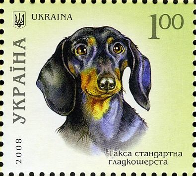 Short-haired Dachshund (Canis lupus familiaris)