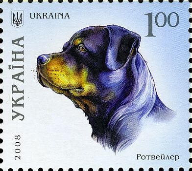 Rottweiler (Canis lupus familiaris)