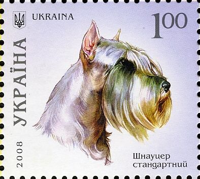 Standard Schnauzer (Canis lupus familiaris)