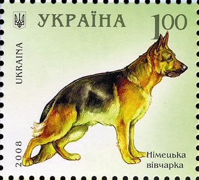 German Shepherd (Canis lupus familiaris)