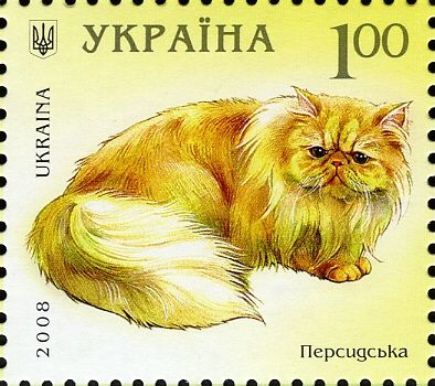 Persian (Felis silvestris catus)