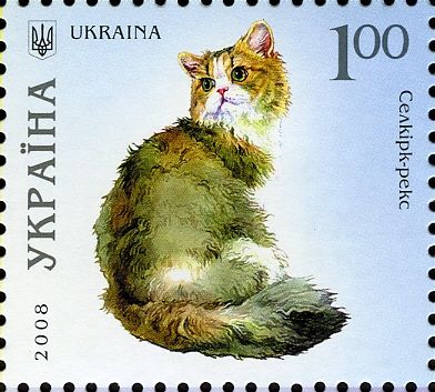 Selkirk Rex (Felis silvestris catus)