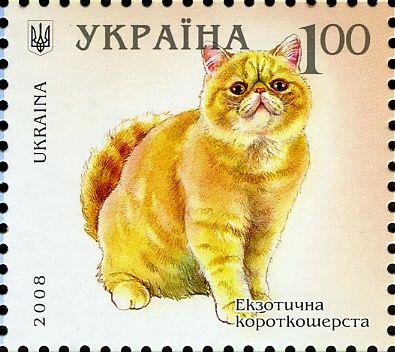 Exotic Shorthair (Felis silvestris catus)