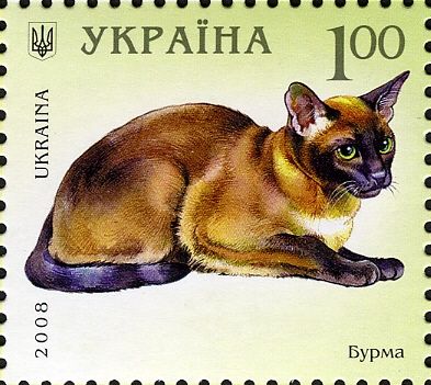 Burmese (Felis silvestris catus)