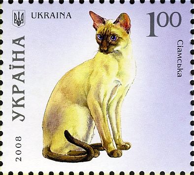 Siamese Cat (Felis silvestris catus)