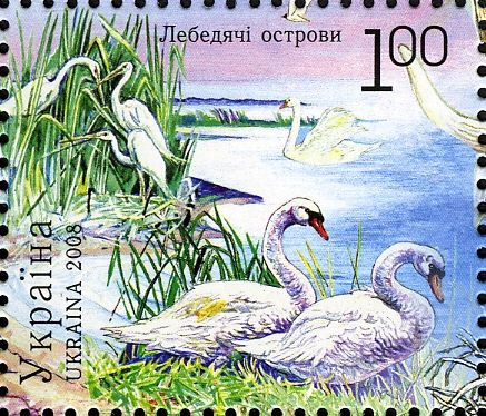Mute Swan (Cygnus olor)