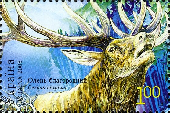 Red Deer (Cervus elaphus)