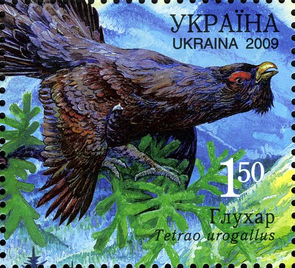 Western Capercaillie (Tetrao urogallus)