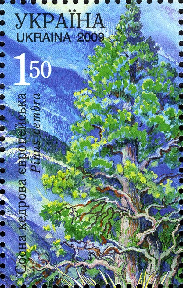 Swiss Stone Pine (Pinus cembra)
