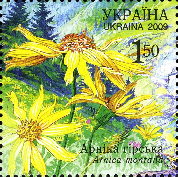 Mountain Arnica (Arnica montana)