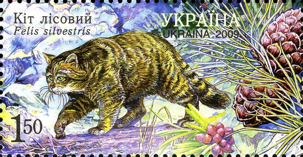 Wildcat (Felis silvestris)