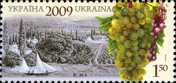Muscat White Grape