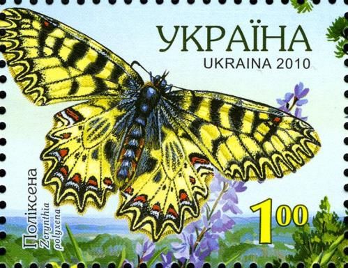 Southern Festoon (Zerynthia polyxena)