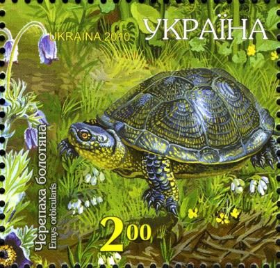 European Pond Turtle (Emys orbicularis)