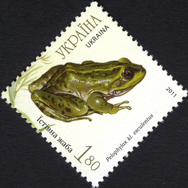 Edible Frog (Pelophylax kl. esculentos)