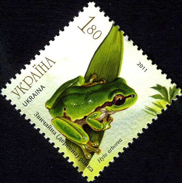 European Tree Frog (Hyla arborea)