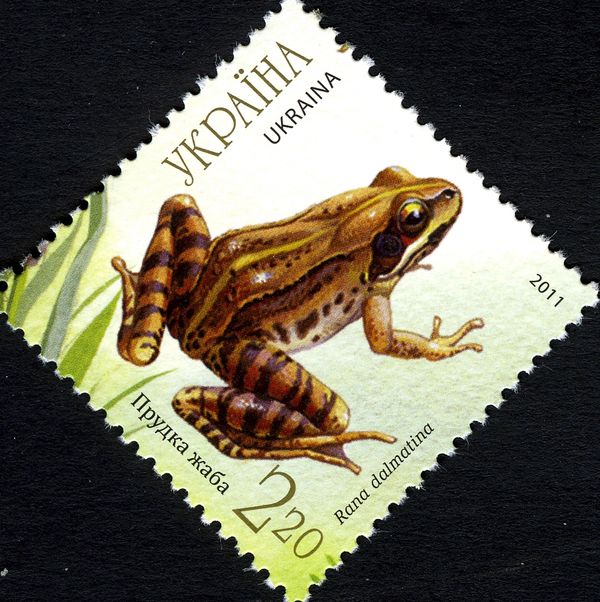 Agile Frog (Rana dalmatina)