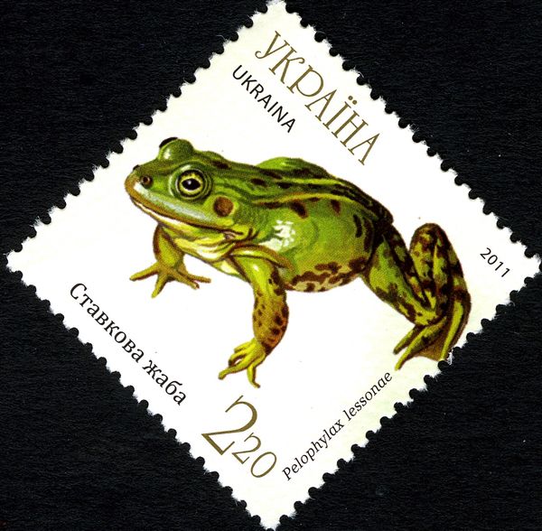 Pool Frog (Pelophylax lessonae)