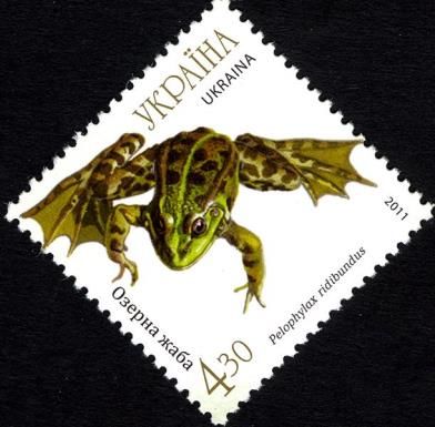 Eurasian Marsh Frog (Pelophylax ridibundus)