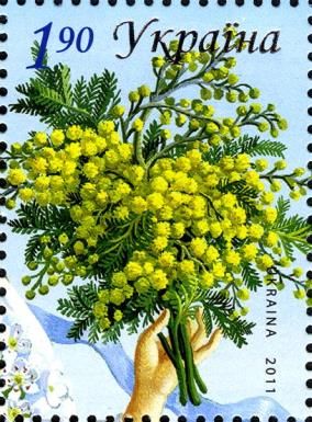 Mimosa