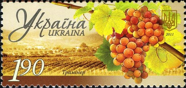 Grapes "Traminer"