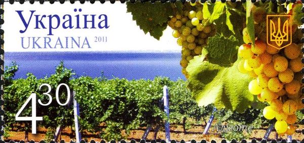 Grapes "Aligote"