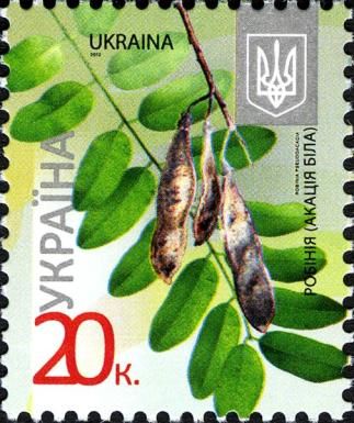 Acacia (Robinia pseudoacacia)