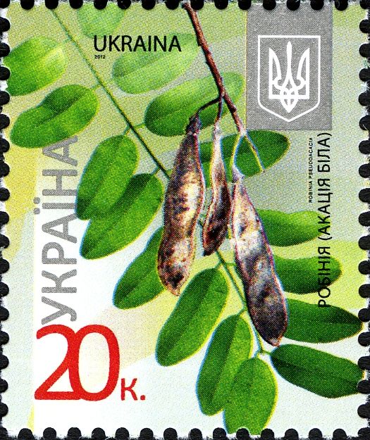 Acacia (Robinia pseudoacacia)