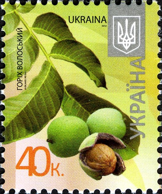 Walnut (Juglans regia)