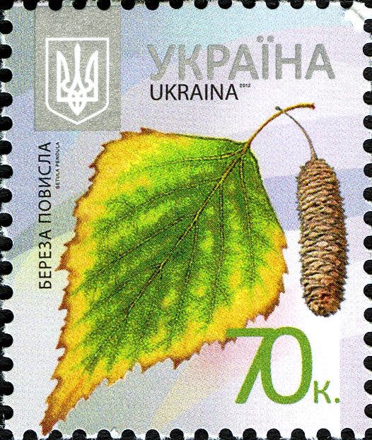 Silver Birch (Betula pendula)