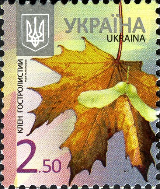 Norway Maple (Acer platanoides)