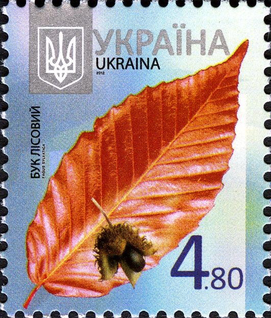 Beech (Fagus sylvatica)