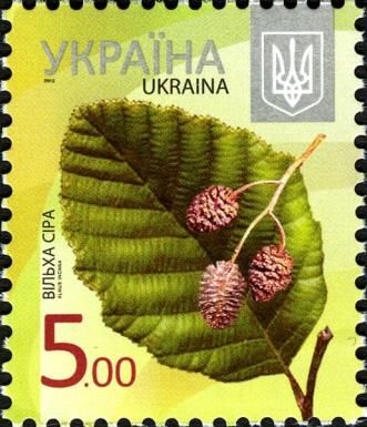 Alder (Alnus incana)