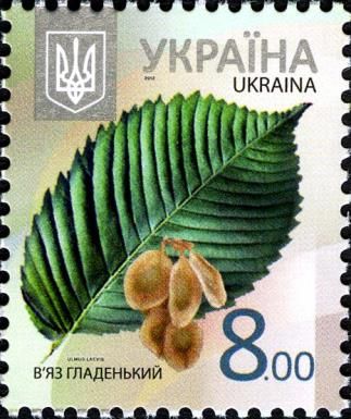 European White Elm (Ulmus laevis)
