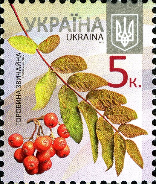 European Rowan (Sorbus aucuparia)