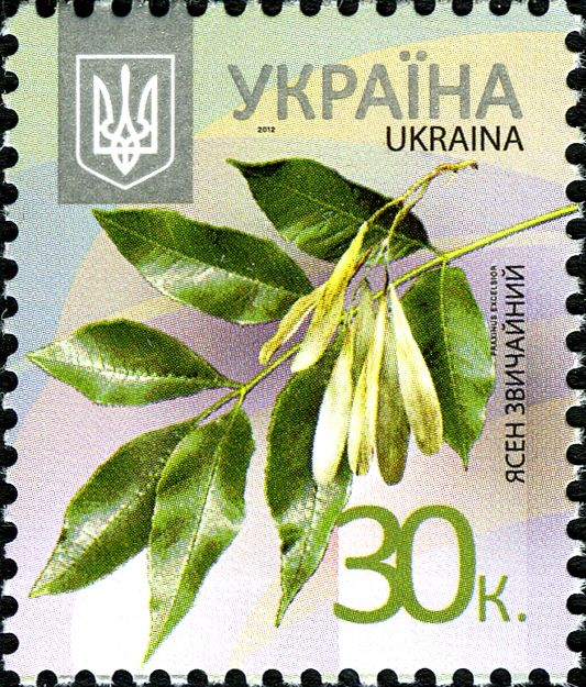 European Ash (Fraxinus excelsior)