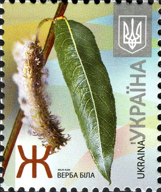 White Willow (Salix alba)