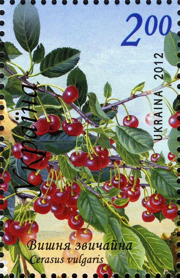 Cherry (Cerasus vulgaris)