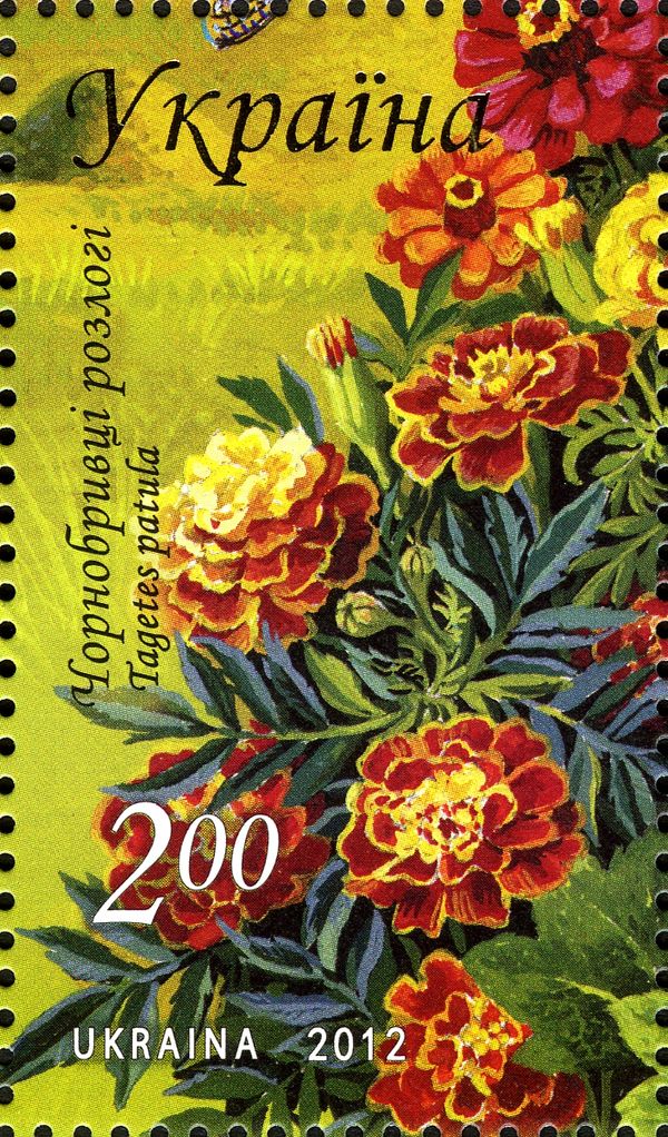 French marigold (Tagetes patula)