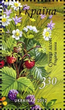 Wild strawberry (Fragaria vesca)