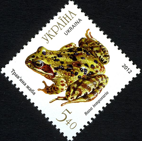 European Common Frog (Rana temporaria)
