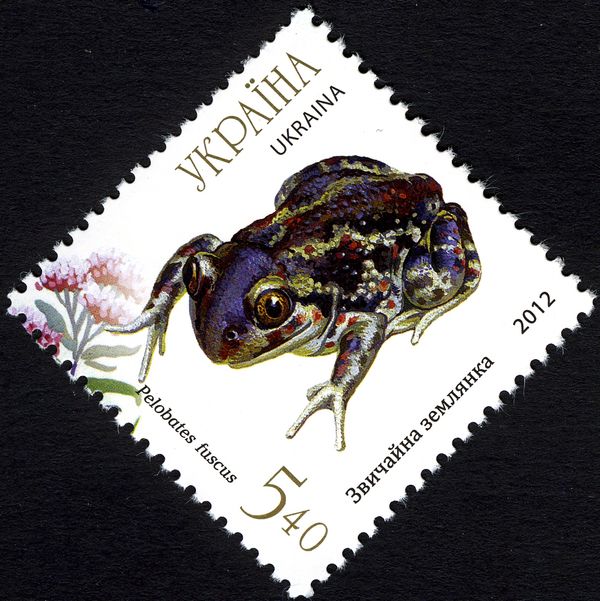 Common Spadefoot (Pelobates fuscus)