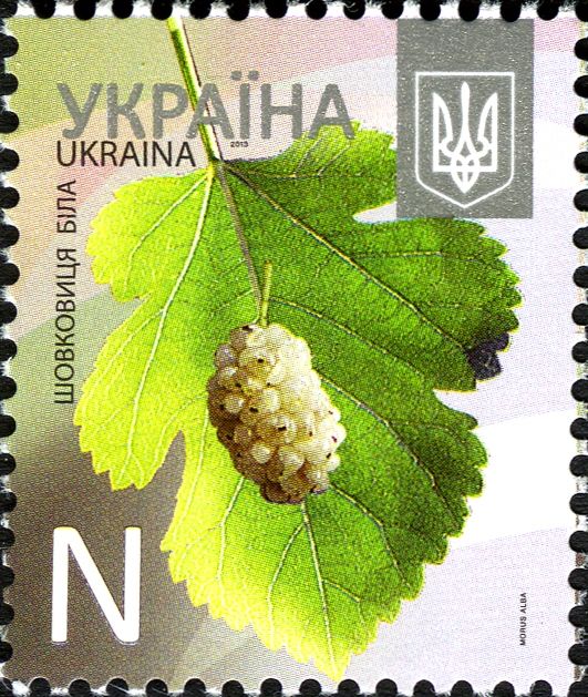 White Mulberry (Morus Alba)
