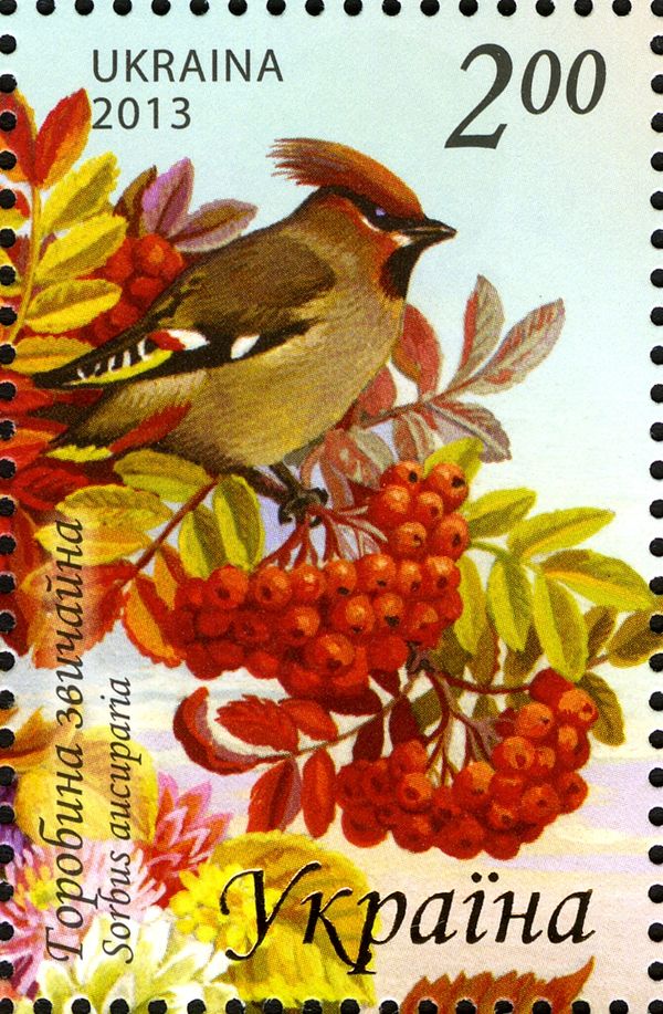 Mountain ash (Sorbus aucuparia)