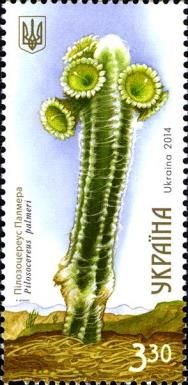 Pilosocereus palmeri
