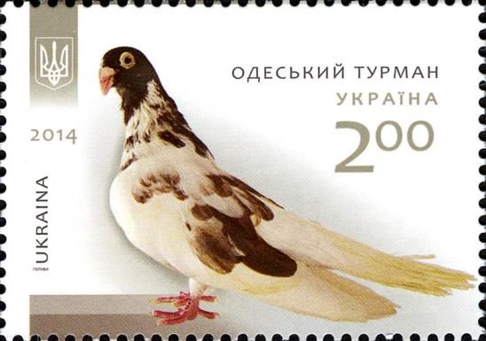 Odessa Tumbler (Columba livia forma domestica)