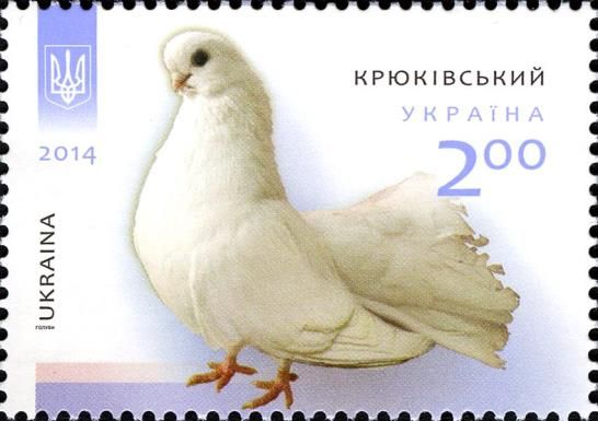 Kriukiv Tumbler (Columba livia forma domestica)